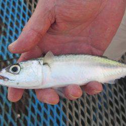 オリジナルメーカー海づり公園(市原市海づり施設) 釣果