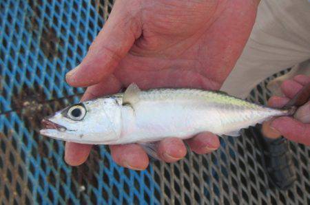 オリジナルメーカー海づり公園(市原市海づり施設) 釣果
