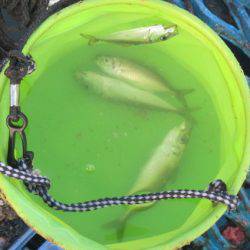 オリジナルメーカー海づり公園(市原市海づり施設) 釣果