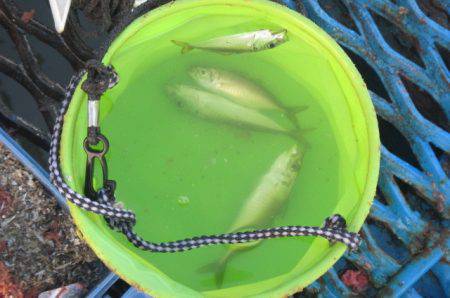 オリジナルメーカー海づり公園(市原市海づり施設) 釣果