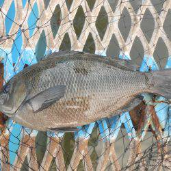 オリジナルメーカー海づり公園(市原市海づり施設) 釣果