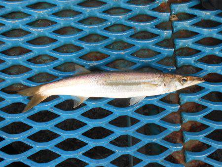 オリジナルメーカー海づり公園(市原市海づり施設) 釣果