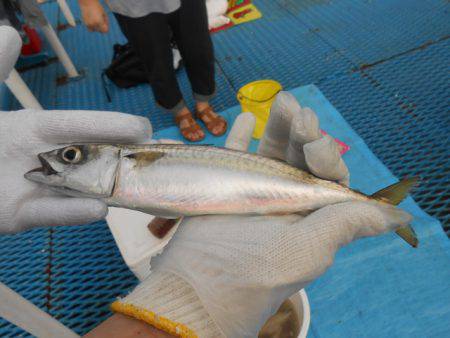 オリジナルメーカー海づり公園(市原市海づり施設) 釣果