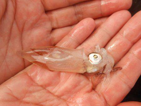 オリジナルメーカー海づり公園(市原市海づり施設) 釣果