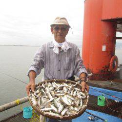 尼崎市立魚つり公園 釣果