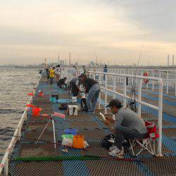 オリジナルメーカー海づり公園(市原市海づり施設) 釣果