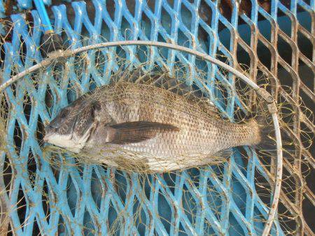 オリジナルメーカー海づり公園(市原市海づり施設) 釣果