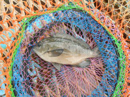 オリジナルメーカー海づり公園(市原市海づり施設) 釣果