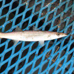 オリジナルメーカー海づり公園(市原市海づり施設) 釣果