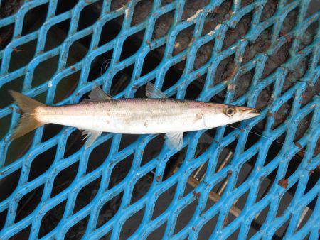 オリジナルメーカー海づり公園(市原市海づり施設) 釣果