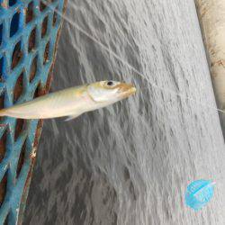 オリジナルメーカー海づり公園(市原市海づり施設) 釣果
