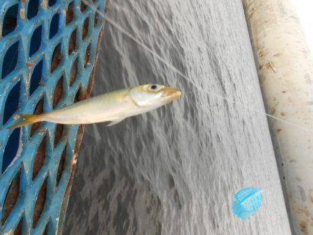 オリジナルメーカー海づり公園(市原市海づり施設) 釣果