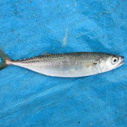 オリジナルメーカー海づり公園(市原市海づり施設) 釣果