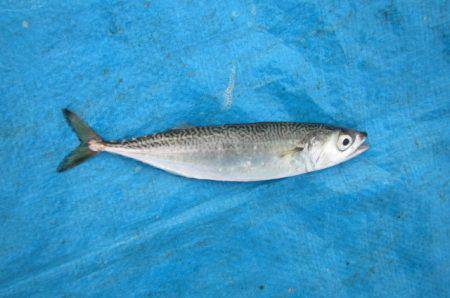 オリジナルメーカー海づり公園(市原市海づり施設) 釣果