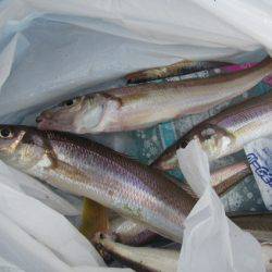 オリジナルメーカー海づり公園(市原市海づり施設) 釣果