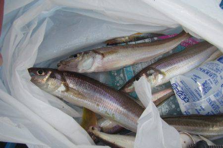 オリジナルメーカー海づり公園(市原市海づり…