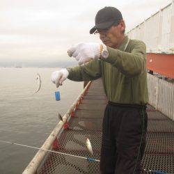 尼崎市立魚つり公園 釣果