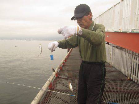 尼崎市立魚つり公園 釣果