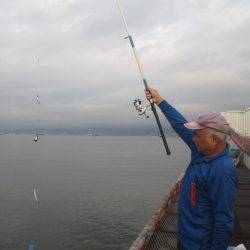 尼崎市立魚つり公園 釣果