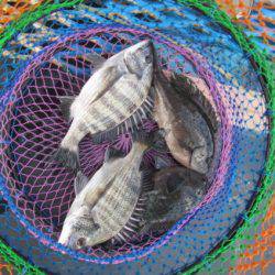 オリジナルメーカー海づり公園(市原市海づり施設) 釣果