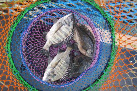 オリジナルメーカー海づり公園(市原市海づり施設) 釣果