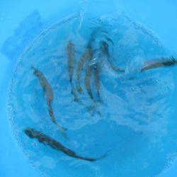 オリジナルメーカー海づり公園(市原市海づり施設) 釣果