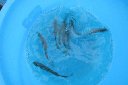 オリジナルメーカー海づり公園(市原市海づり施設) 釣果