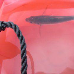 オリジナルメーカー海づり公園(市原市海づり施設) 釣果