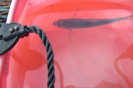 オリジナルメーカー海づり公園(市原市海づり施設) 釣果