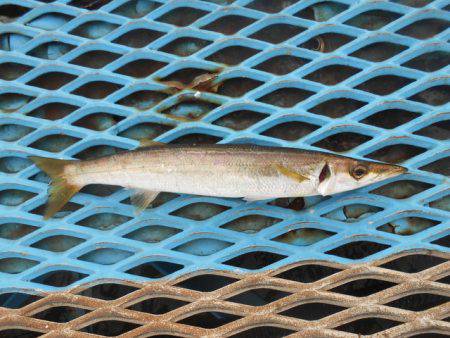 オリジナルメーカー海づり公園(市原市海づり施設) 釣果