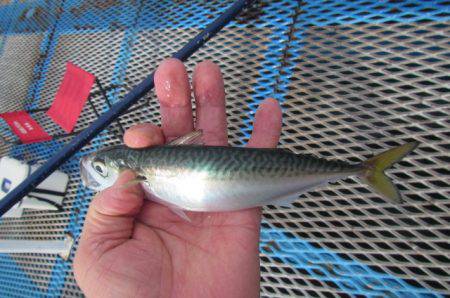 オリジナルメーカー海づり公園(市原市海づり…