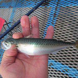 オリジナルメーカー海づり公園(市原市海づり施設) 釣果