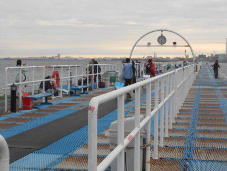 オリジナルメーカー海づり公園(市原市海づり施設) 釣果