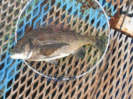 オリジナルメーカー海づり公園(市原市海づり施設) 釣果