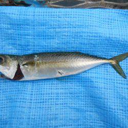 オリジナルメーカー海づり公園(市原市海づり施設) 釣果