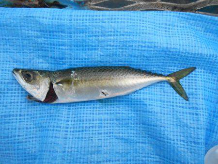 オリジナルメーカー海づり公園(市原市海づり…