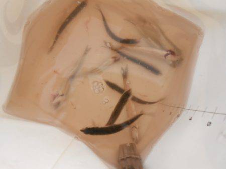 オリジナルメーカー海づり公園(市原市海づり施設) 釣果