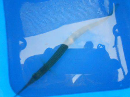 オリジナルメーカー海づり公園(市原市海づり施設) 釣果