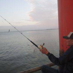 尼崎市立魚つり公園 釣果