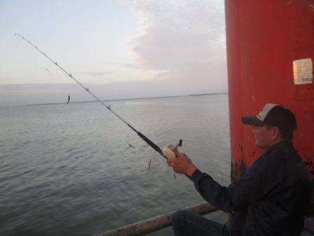 尼崎市立魚つり公園 釣果