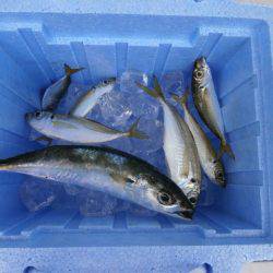 大阪南港海つり公園 釣果