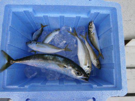 大阪南港海つり公園 釣果