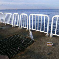 大阪南港海つり公園 釣果