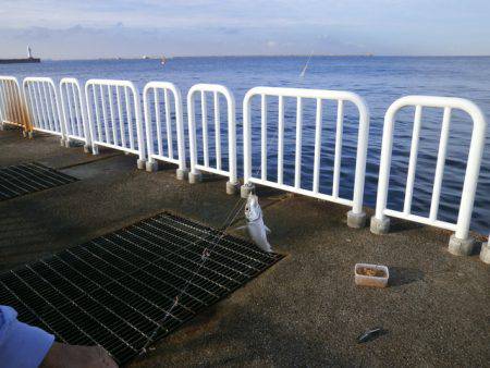 大阪南港海つり公園 釣果