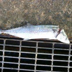 大阪南港海つり公園 釣果