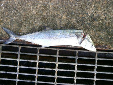 大阪南港海つり公園 釣果