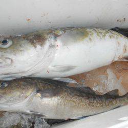 こうゆう丸 釣果