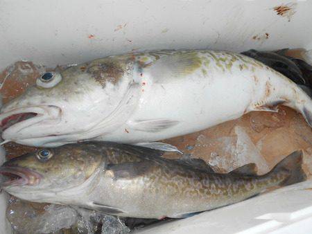 こうゆう丸 釣果