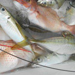 こうゆう丸 釣果