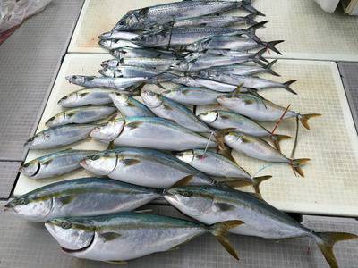ミタチ丸 釣果